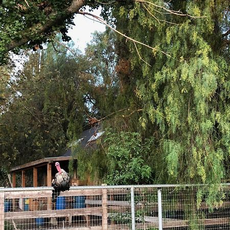 Wine Country Private Working Sheep Farm; Rustic Elegance Temecula Exterior foto